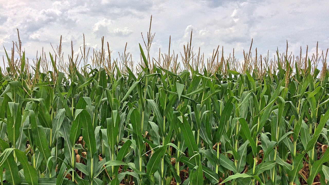 corn maze farm free photo