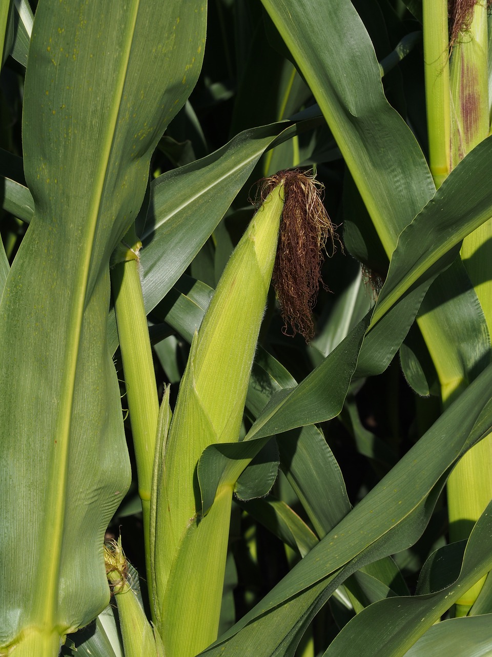 corn plant corn on the cob free photo