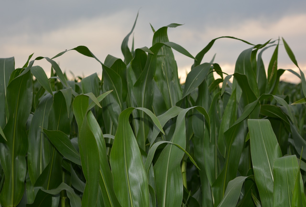corn corn field agriculture free photo