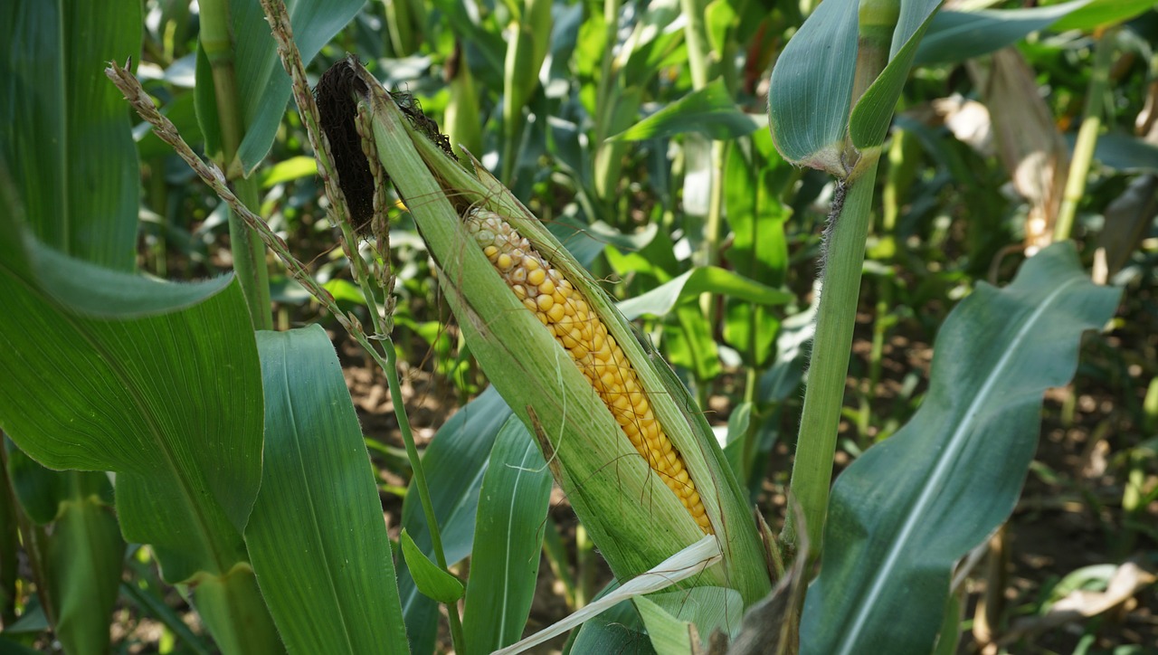 corn cornfield ripe free photo