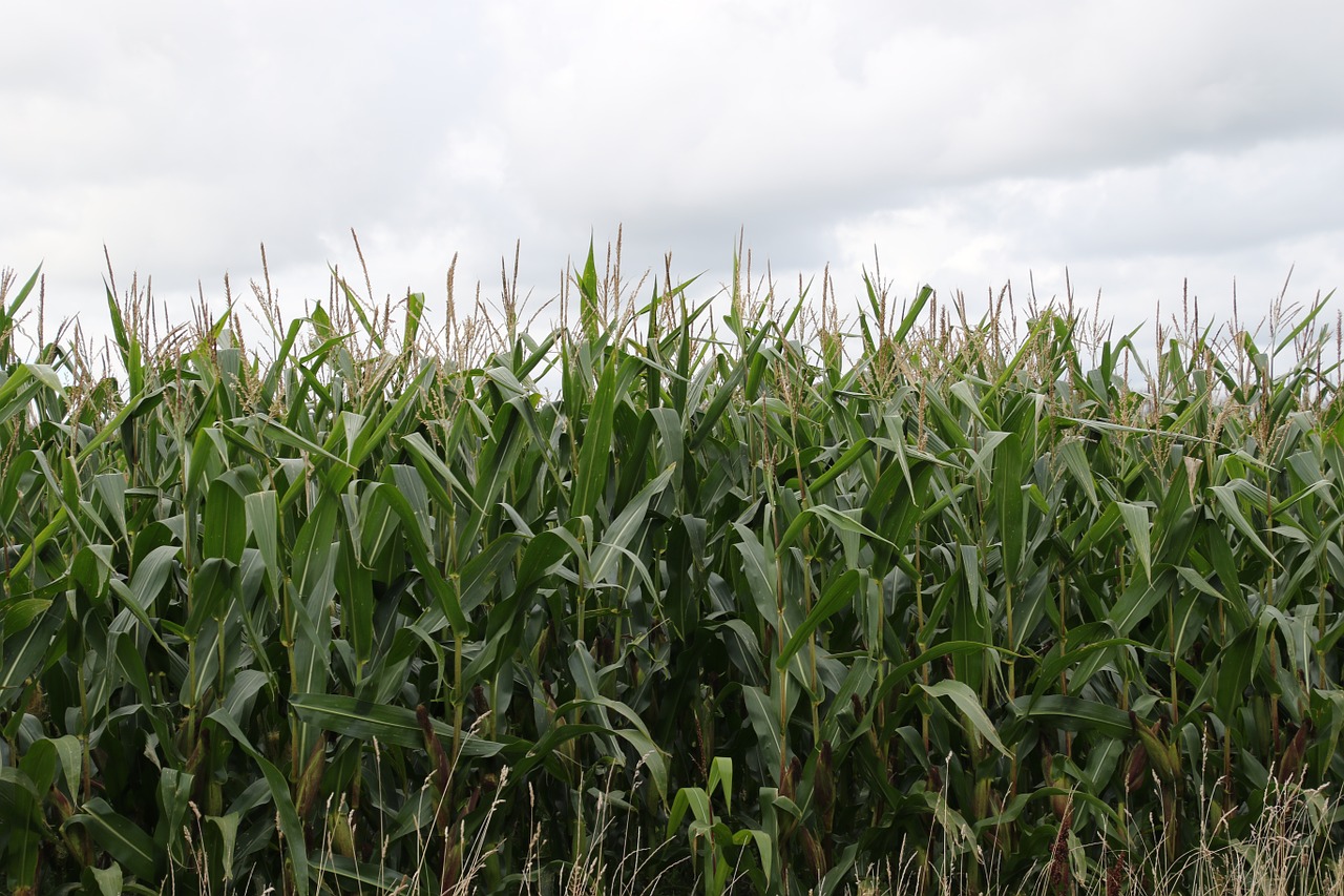 corn plant crop free photo