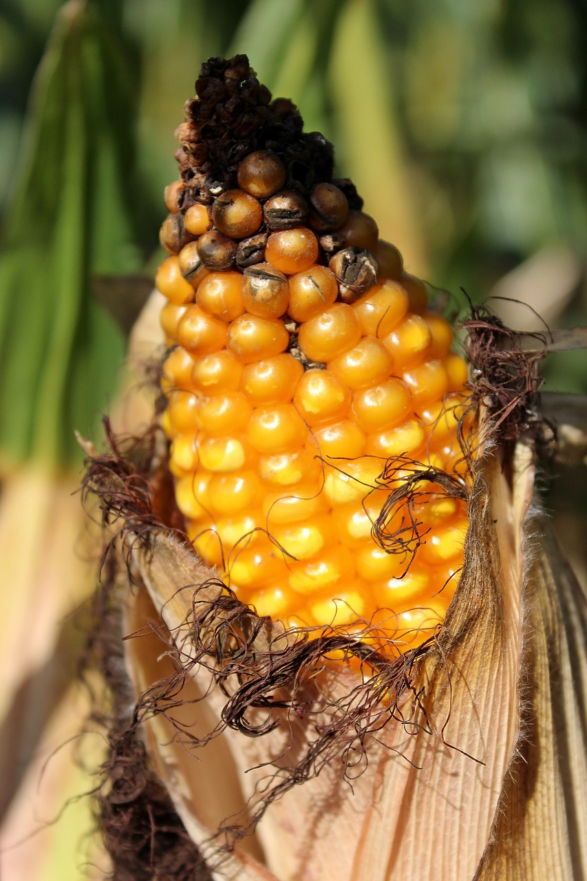 corn corn on the cob cornfield free photo
