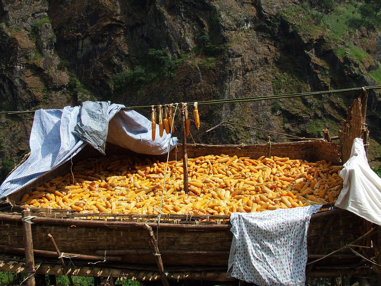 corn drying nepal free photo