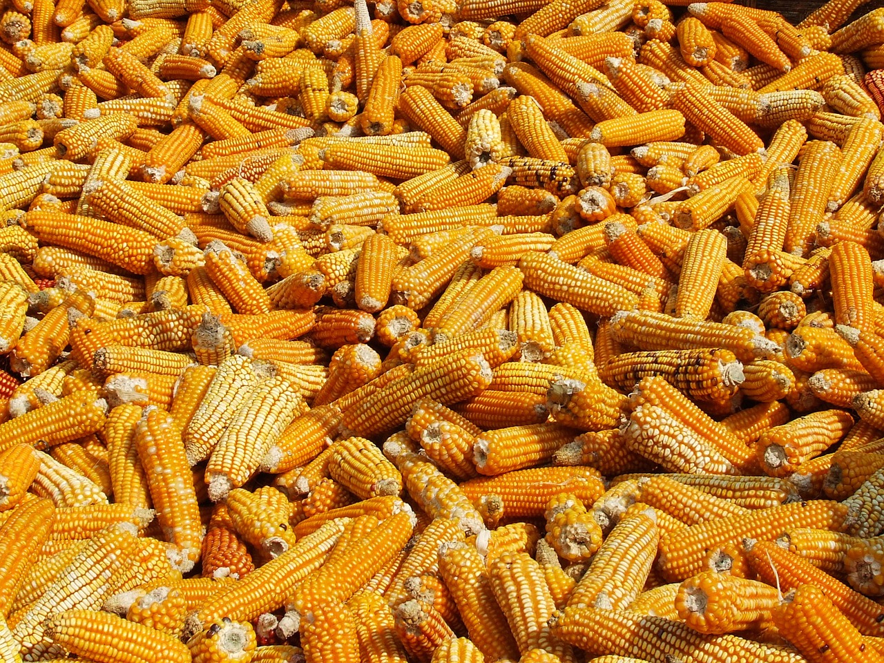 corn drying annapurna free photo