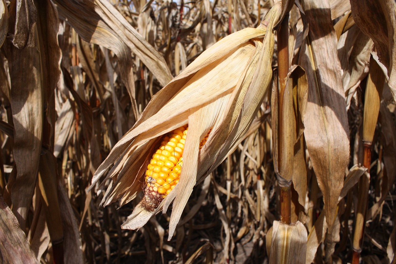 corn autumn dry free photo