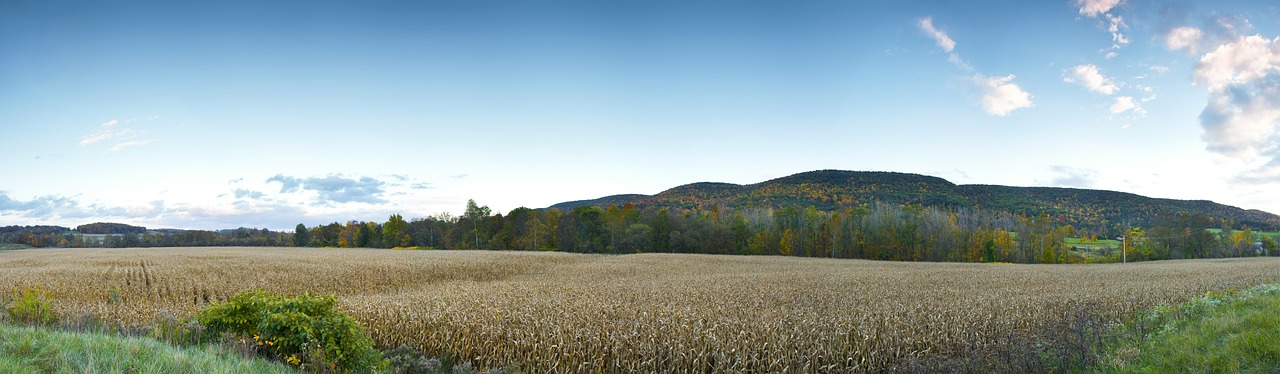 corn cornfield field free photo