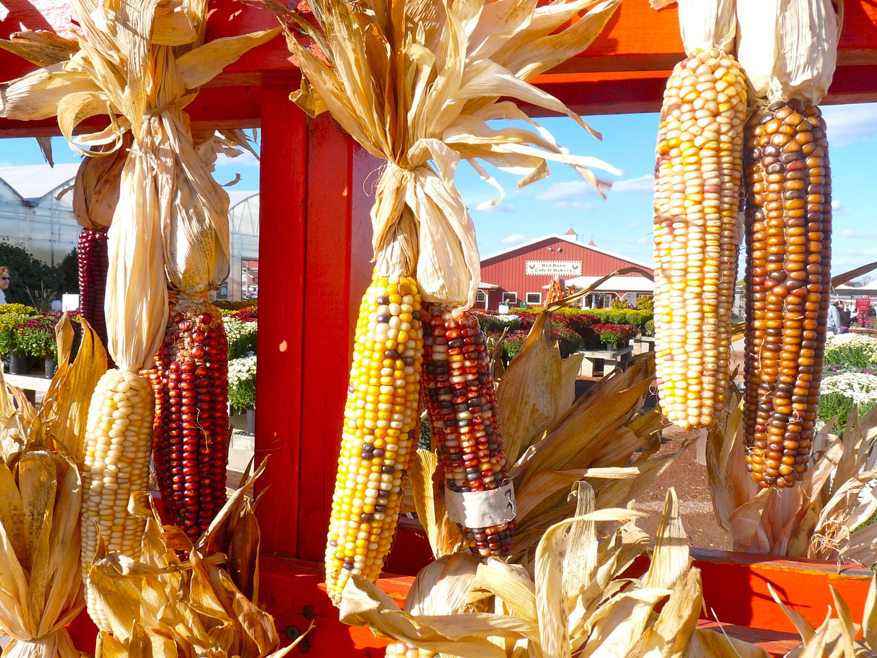 corn farm autumn free photo