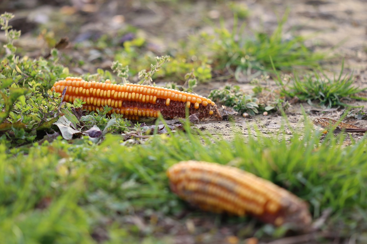 corn cobs  after harvest  ground free photo