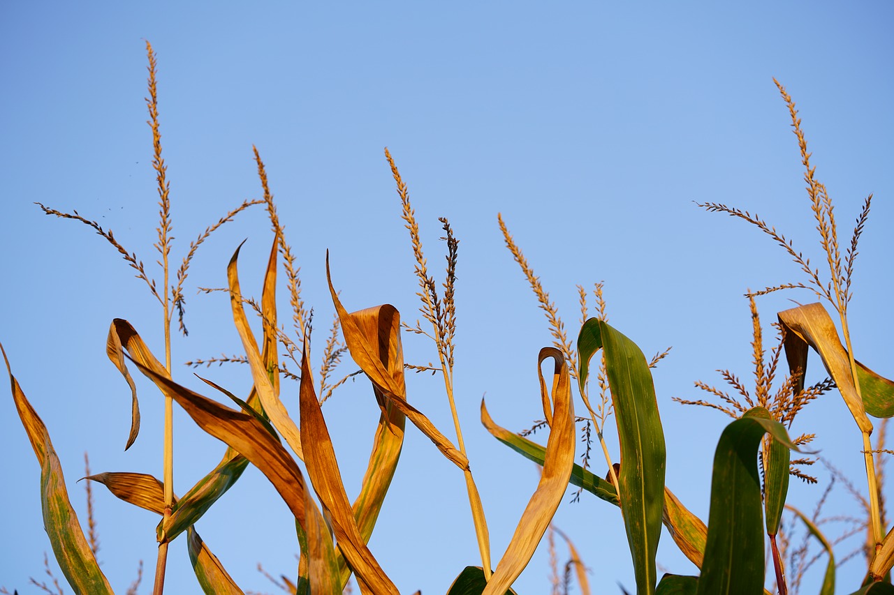 corn ears  corn panicle  spike free photo