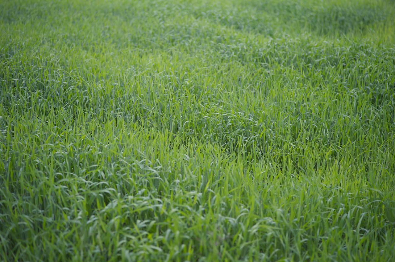 corn field early summer green free photo