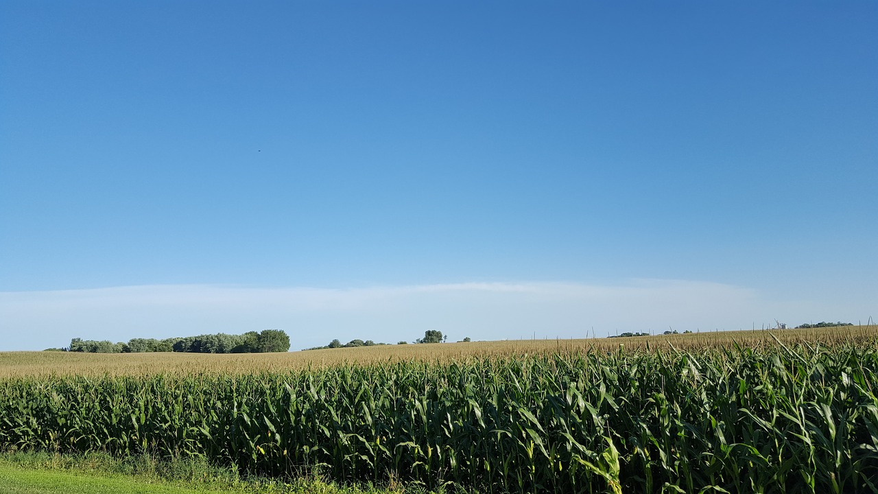 corn field farming field free photo