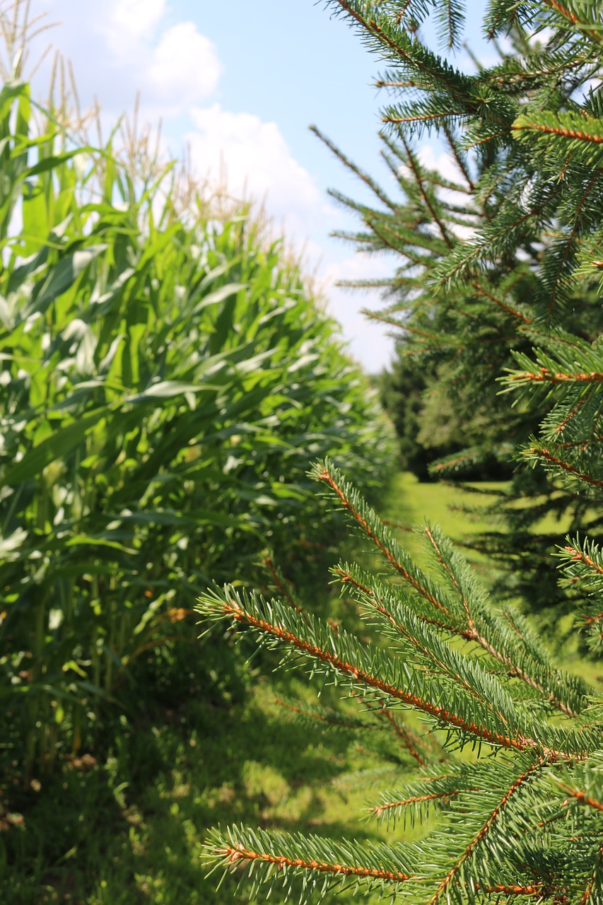 corn field  pine trees  grass free photo