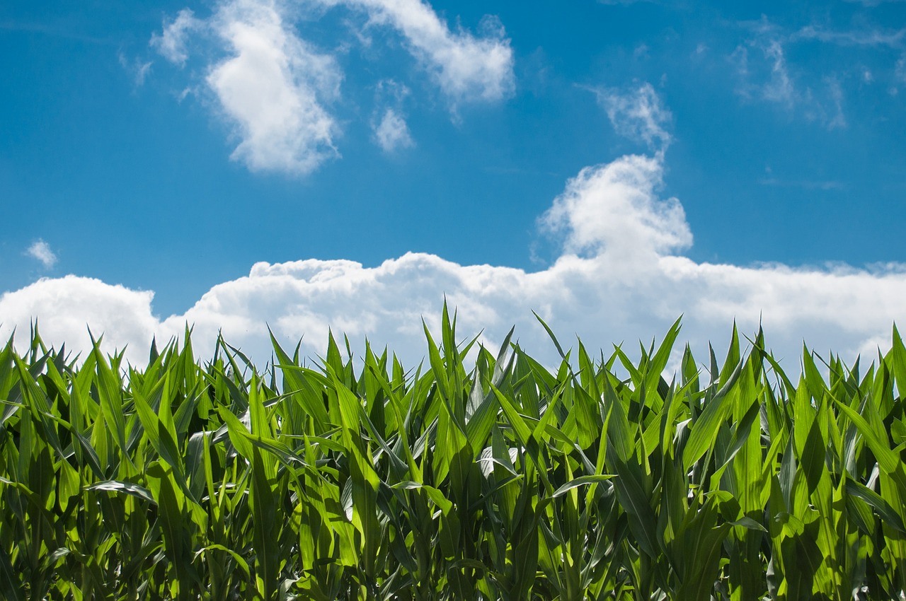 corn field blue sky countryside free photo