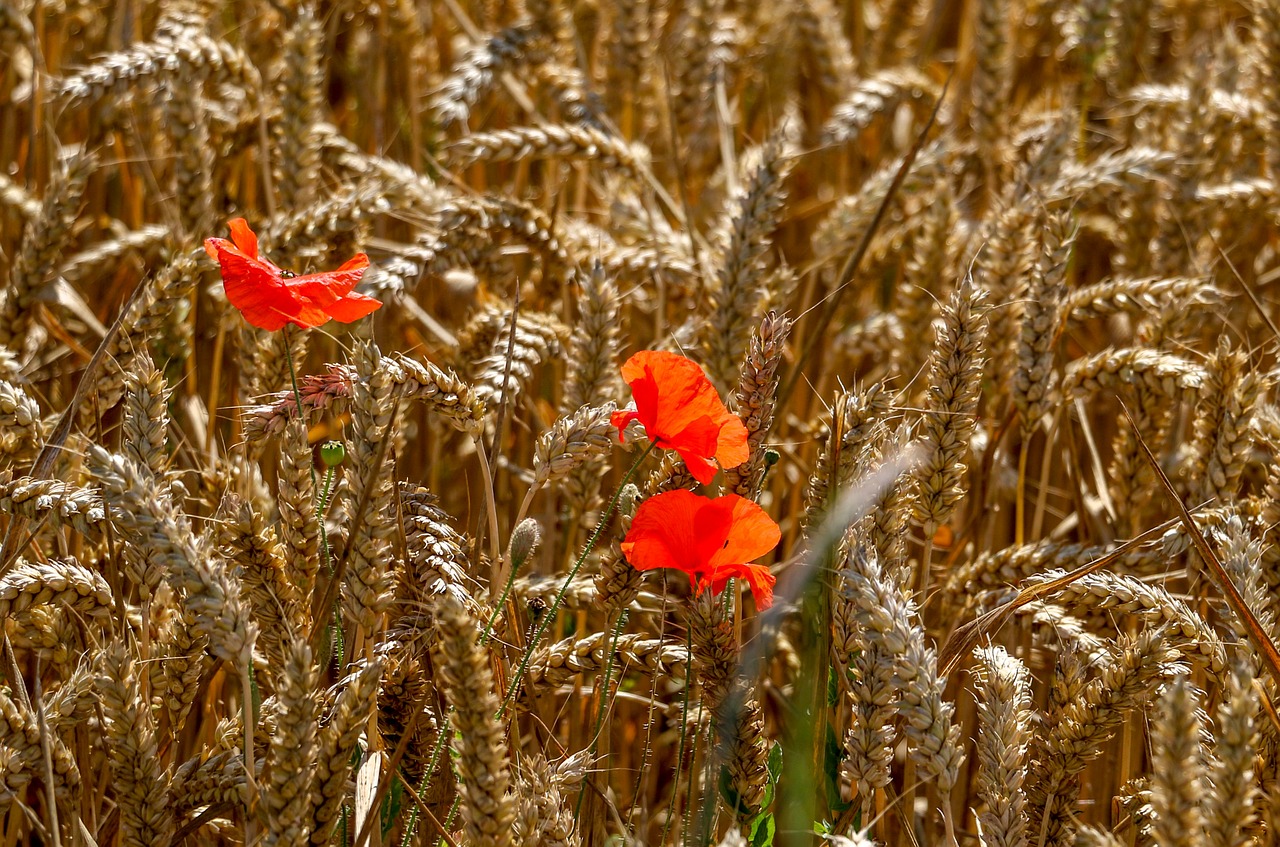 corn field poppies fields free photo