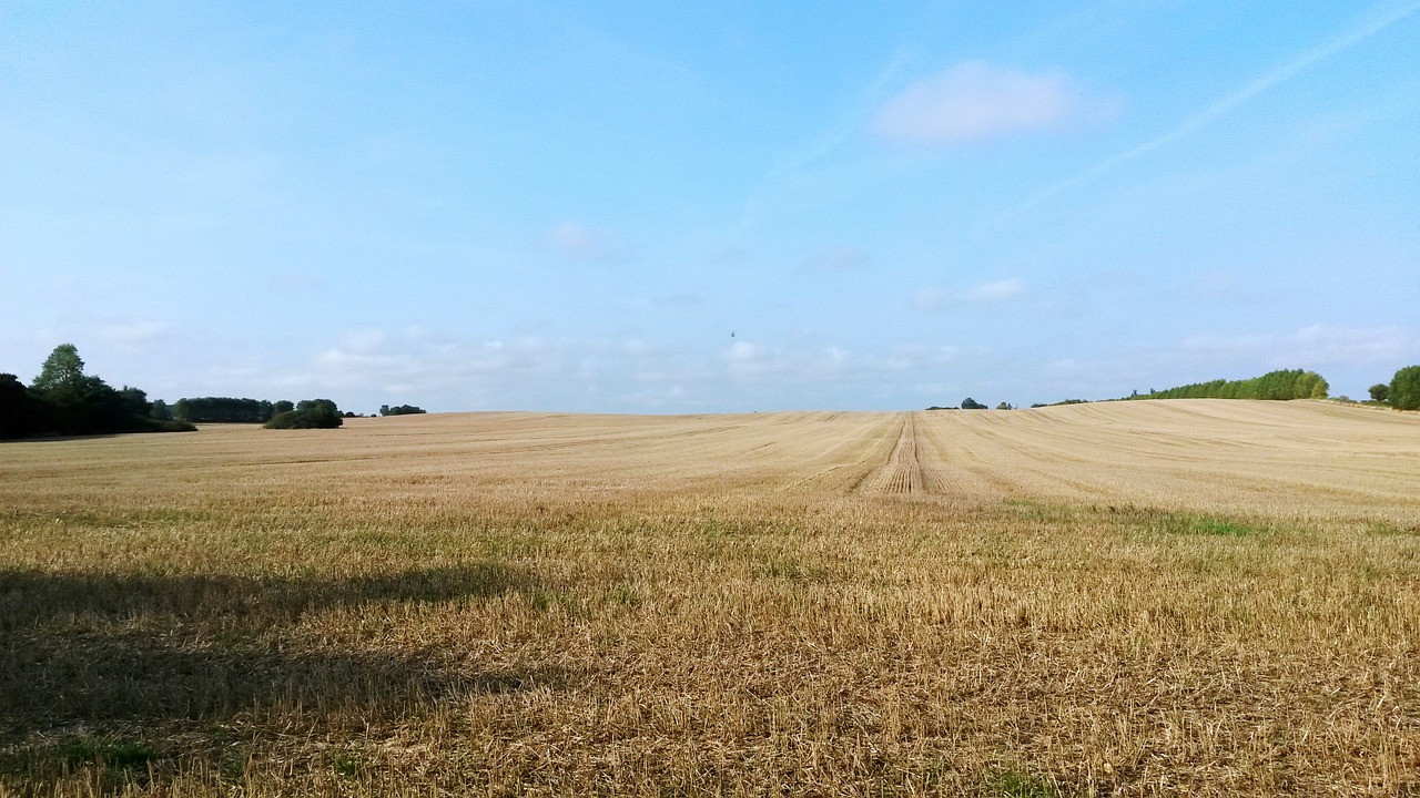 corn field field nyborg free photo