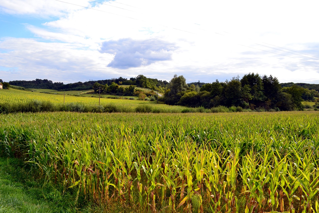 corn field fields agriculture free photo