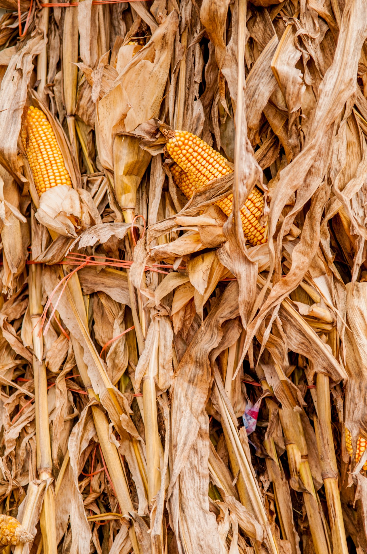 agriculture agronomy autumn free photo