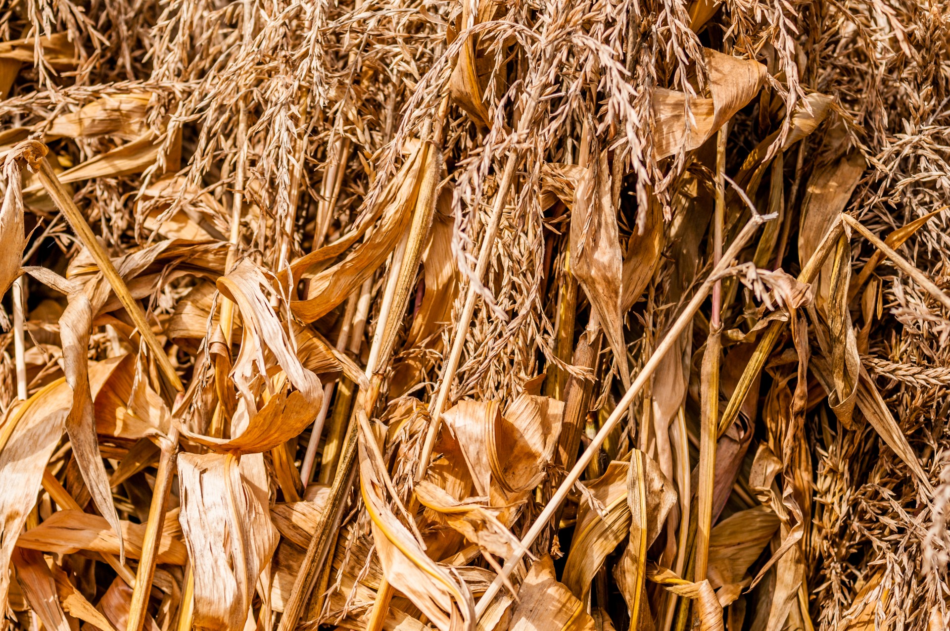 agriculture agronomy autumn free photo