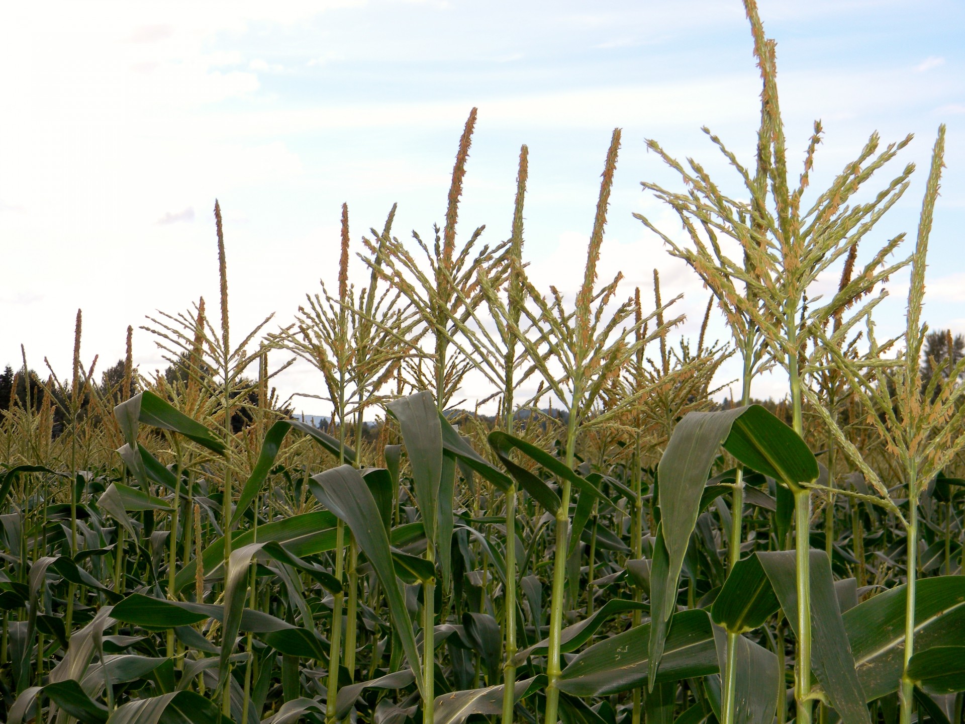 corn food agriculture free photo