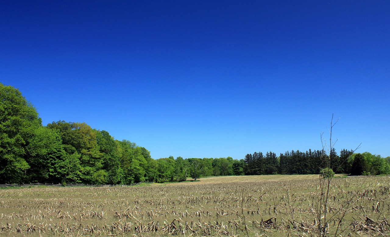 corn fields bronte creek state park canada free photo