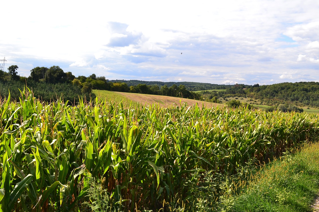 corn fields field agriculture free photo