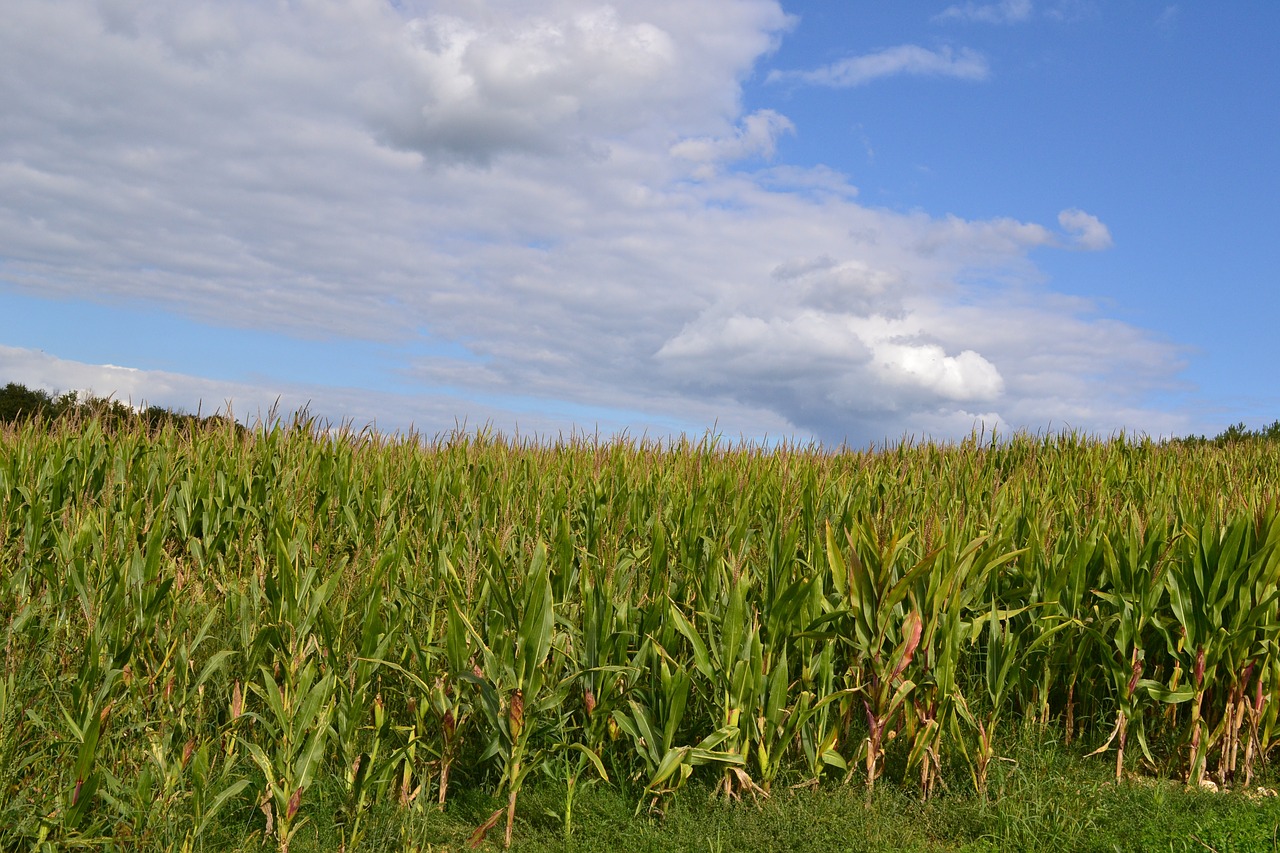 corn fields field agriculture free photo