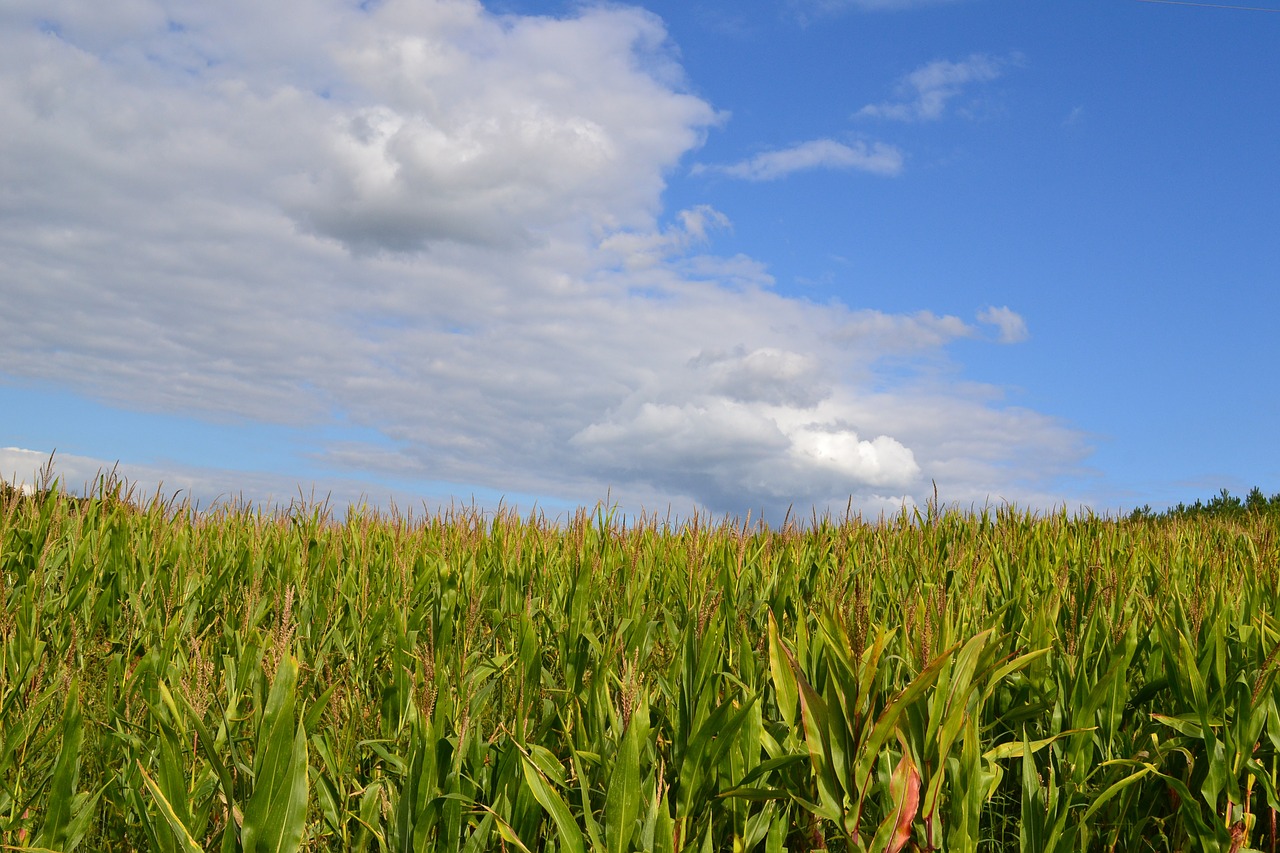 corn fields sky cloud free photo