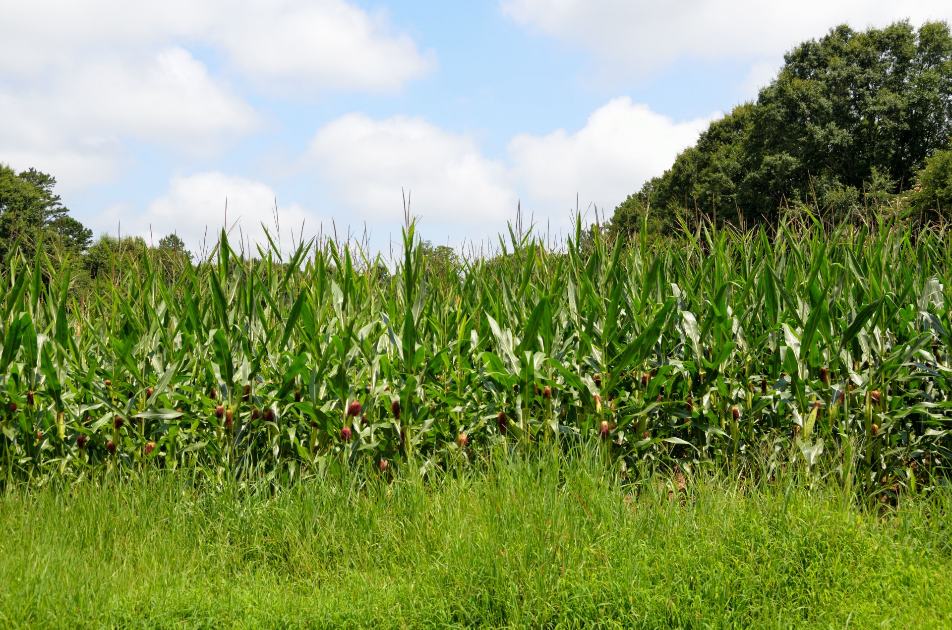 corn fiels farming free photo