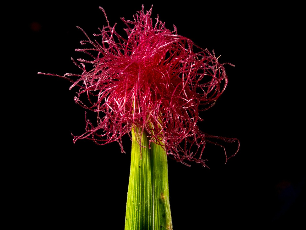 corn flower blooming corn red free photo