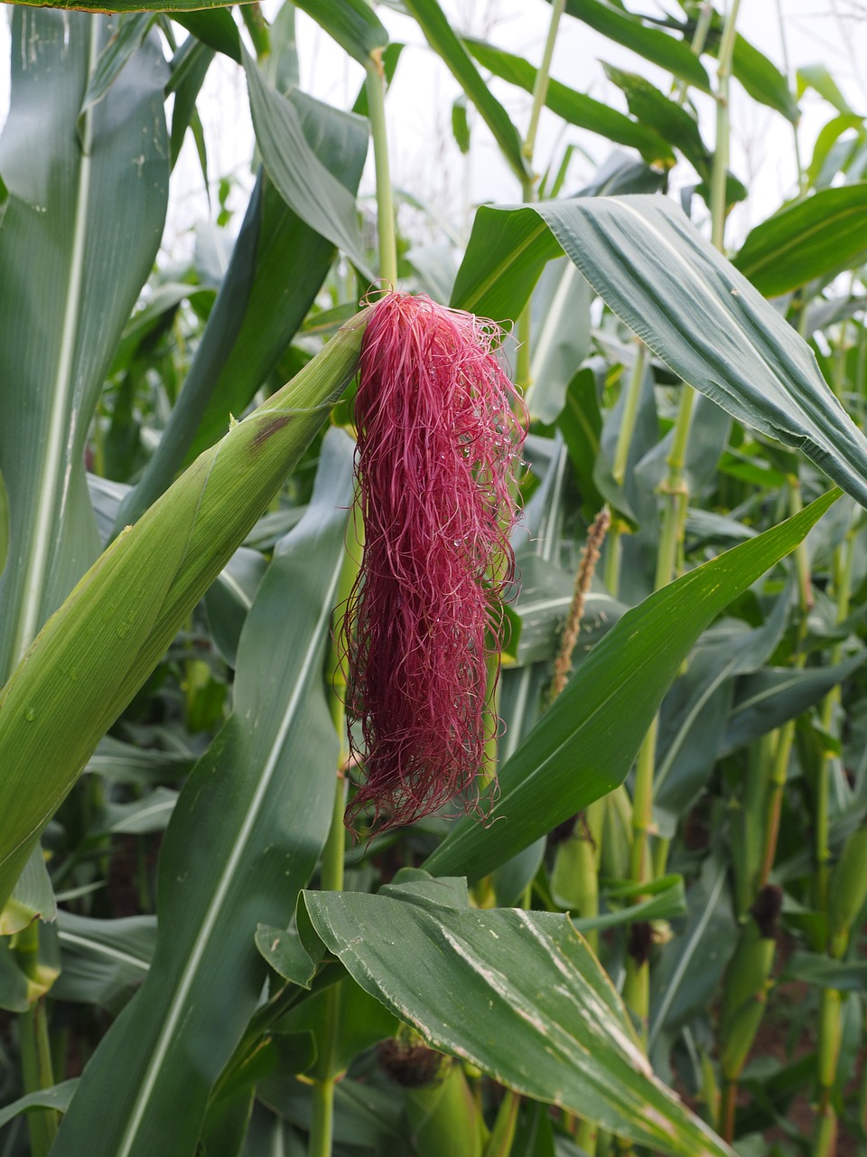 corn hair corn corn on the cob hair free photo