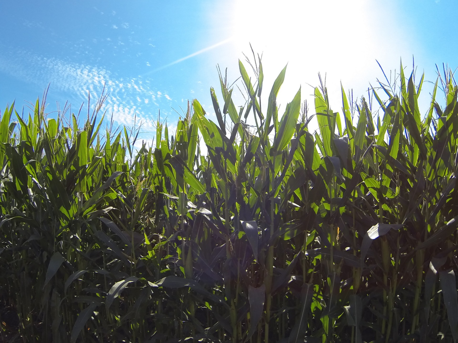 corn cornfield sun free photo