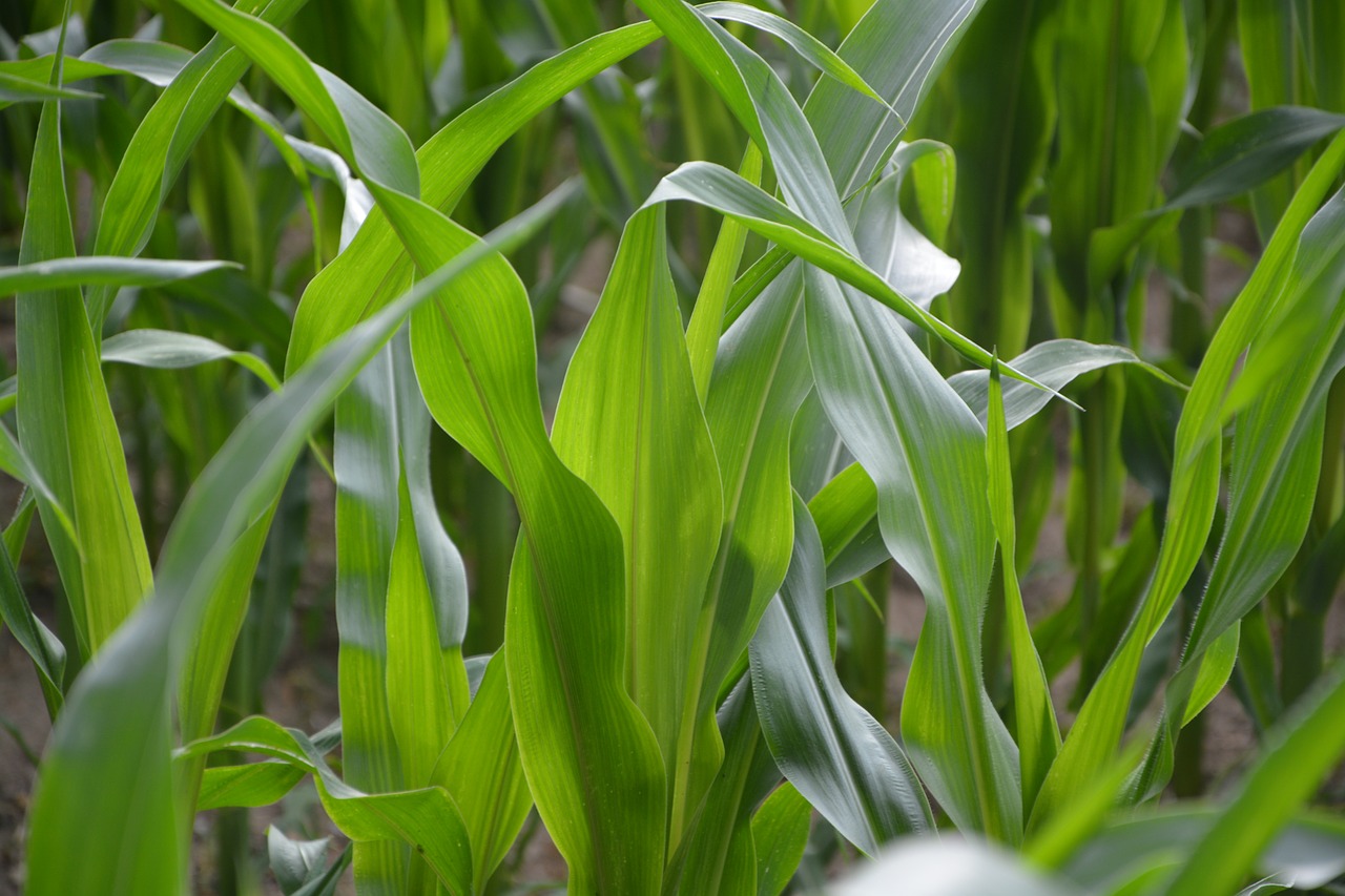 corn husks agriculture green free photo