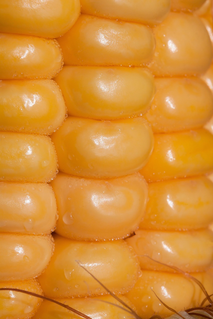 corn kernels corn on the cob corn free photo