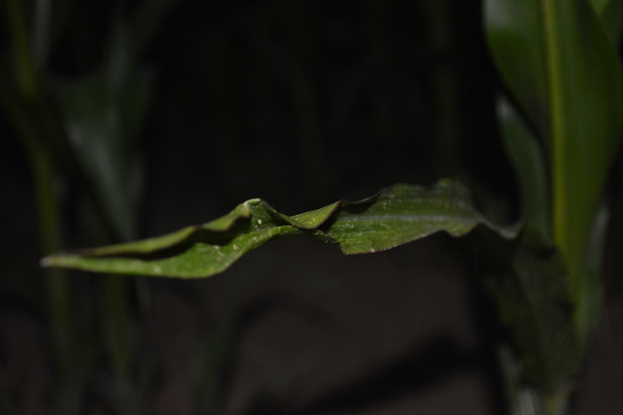 corn leaf plant cornfield free photo