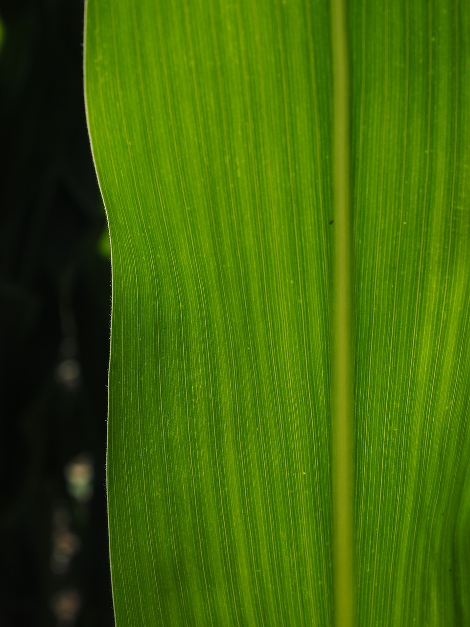 corn leaf detail leaf veins free photo