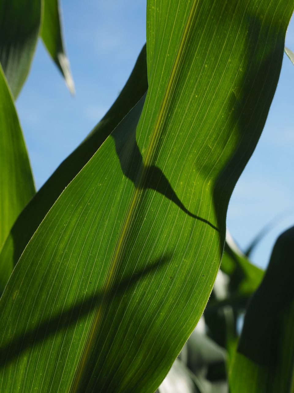 corn leaves corn cornfield free photo