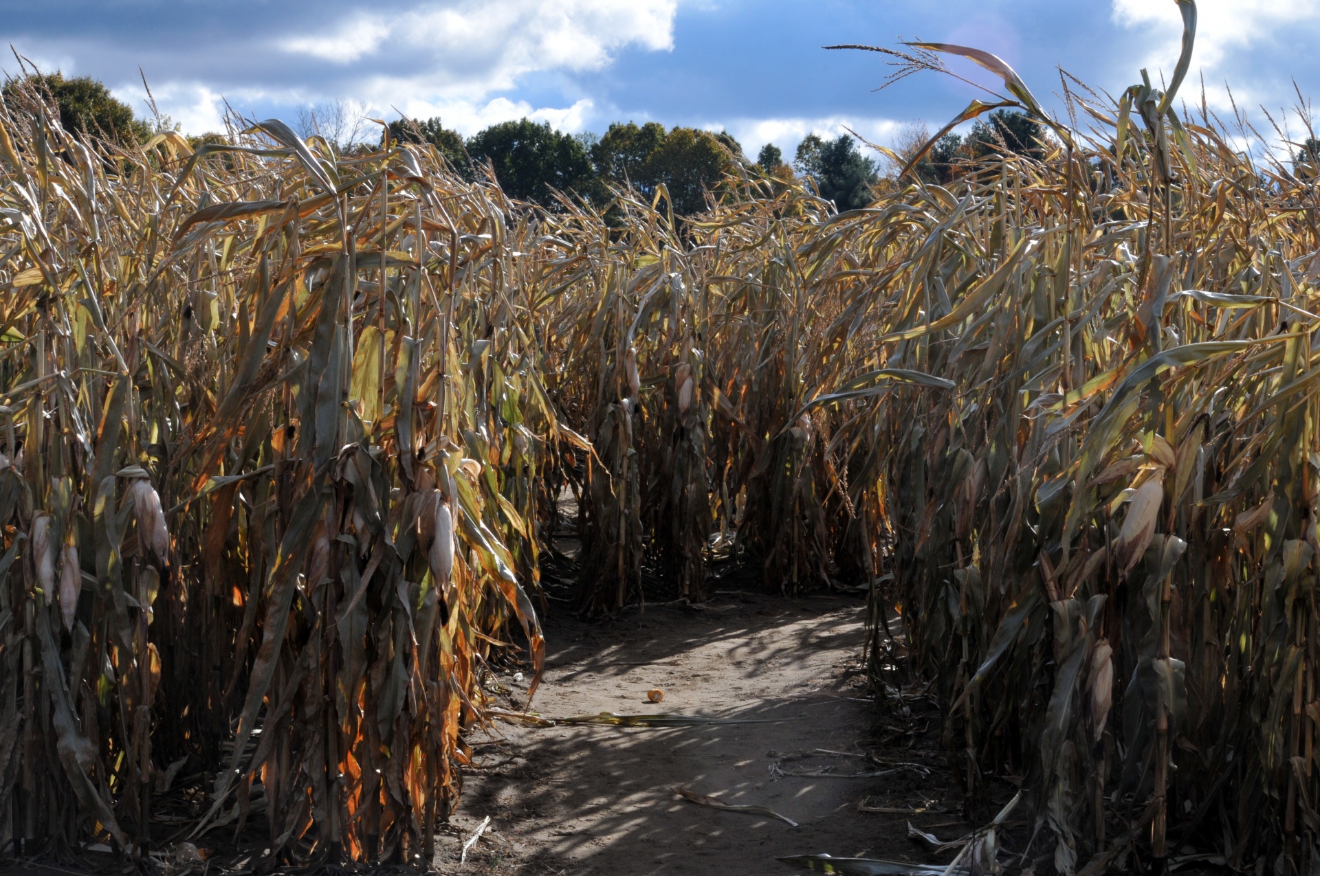 corn maze maze games free photo