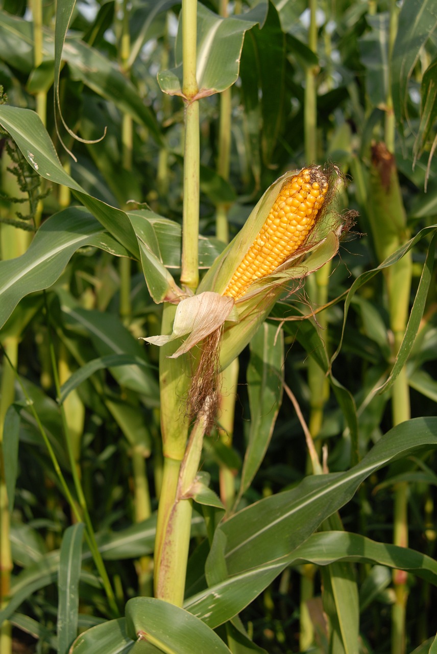 corn on the cob corn cereals free photo