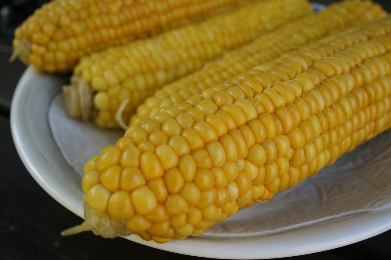 corn on the cob meal yellow free photo
