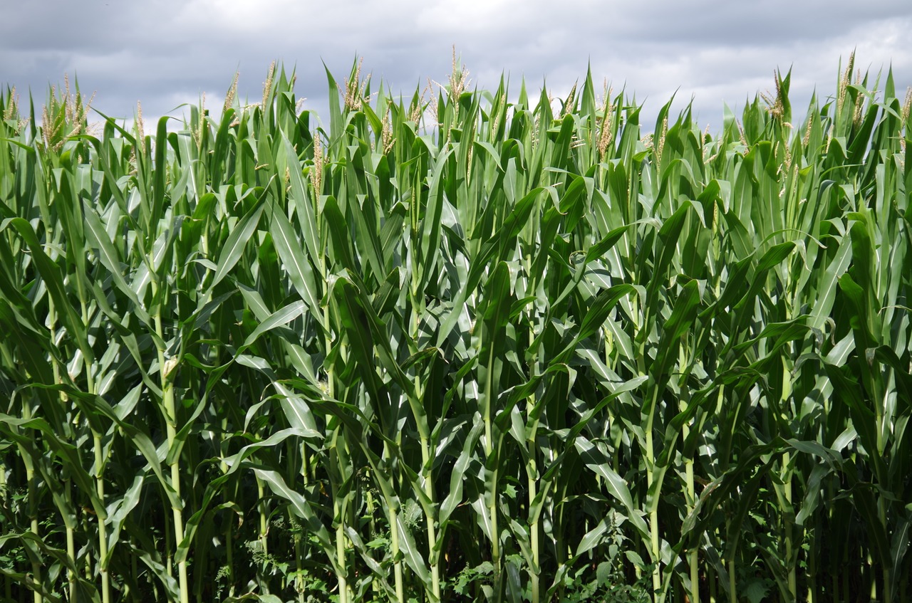 corn on the cob field high free photo