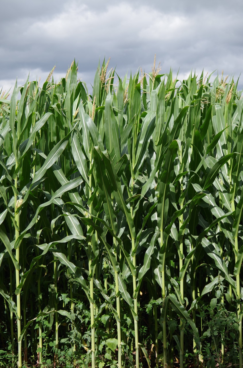 corn on the cob field high free photo