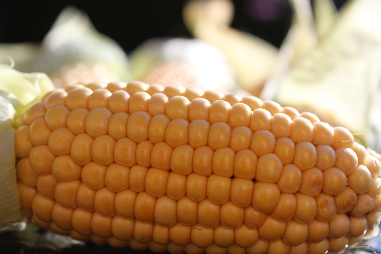 corn on the cob harvest corn free photo