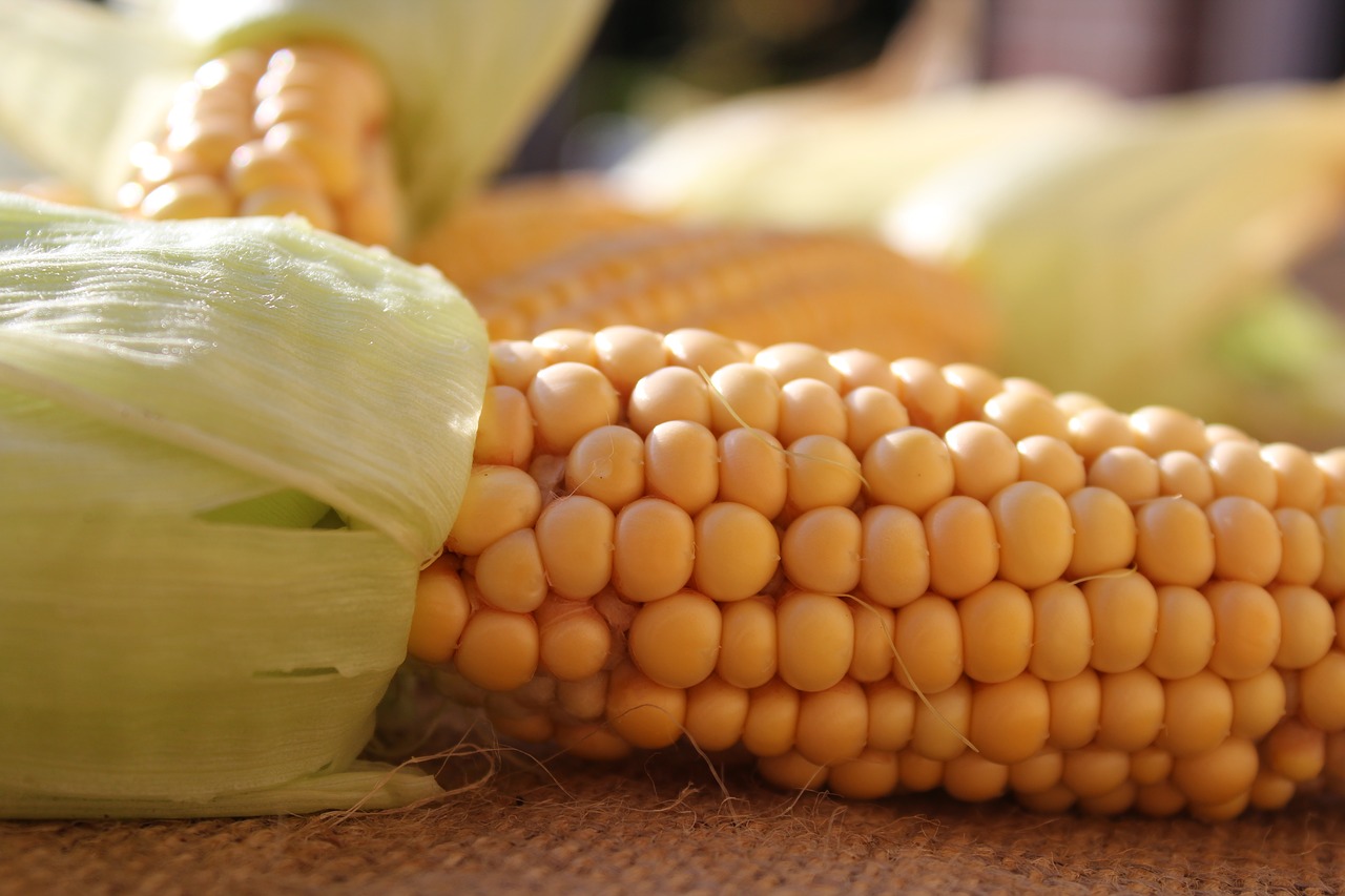 corn on the cob corn nature free photo