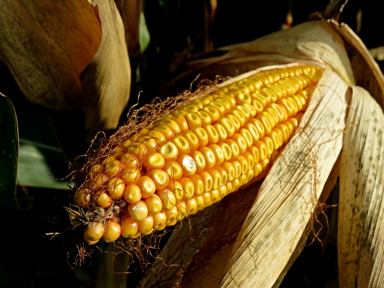 corn on the cob fodder maize field free photo