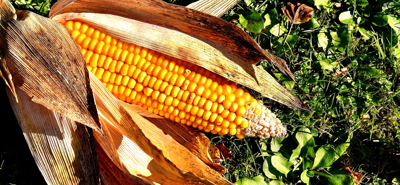 corn on the cob corn vegetables free photo