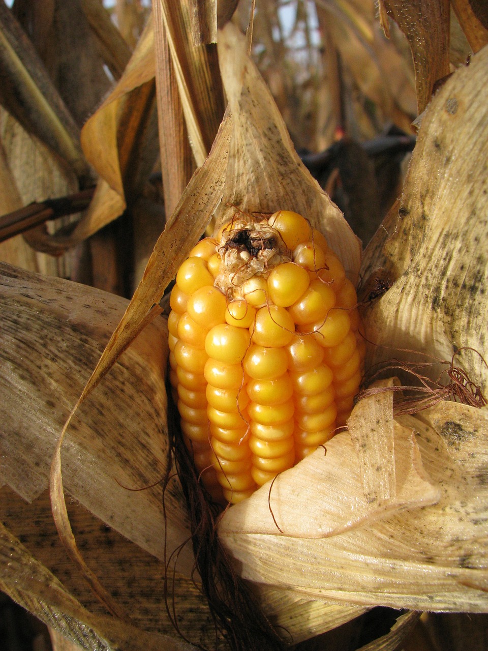 corn on the cob corn plant free photo
