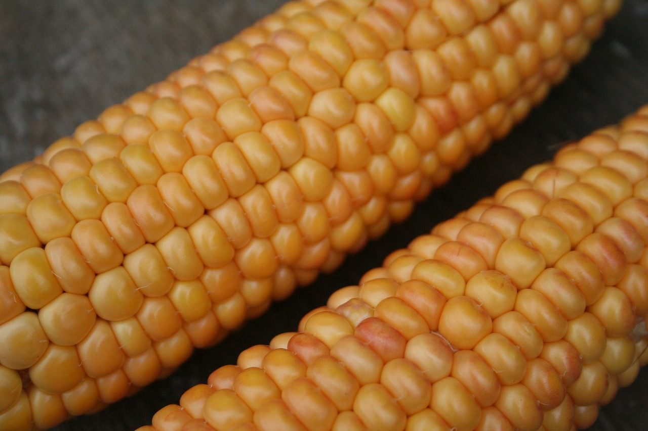 corn on the cob corn gold free photo