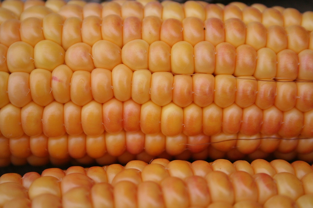 corn on the cob corn gold free photo