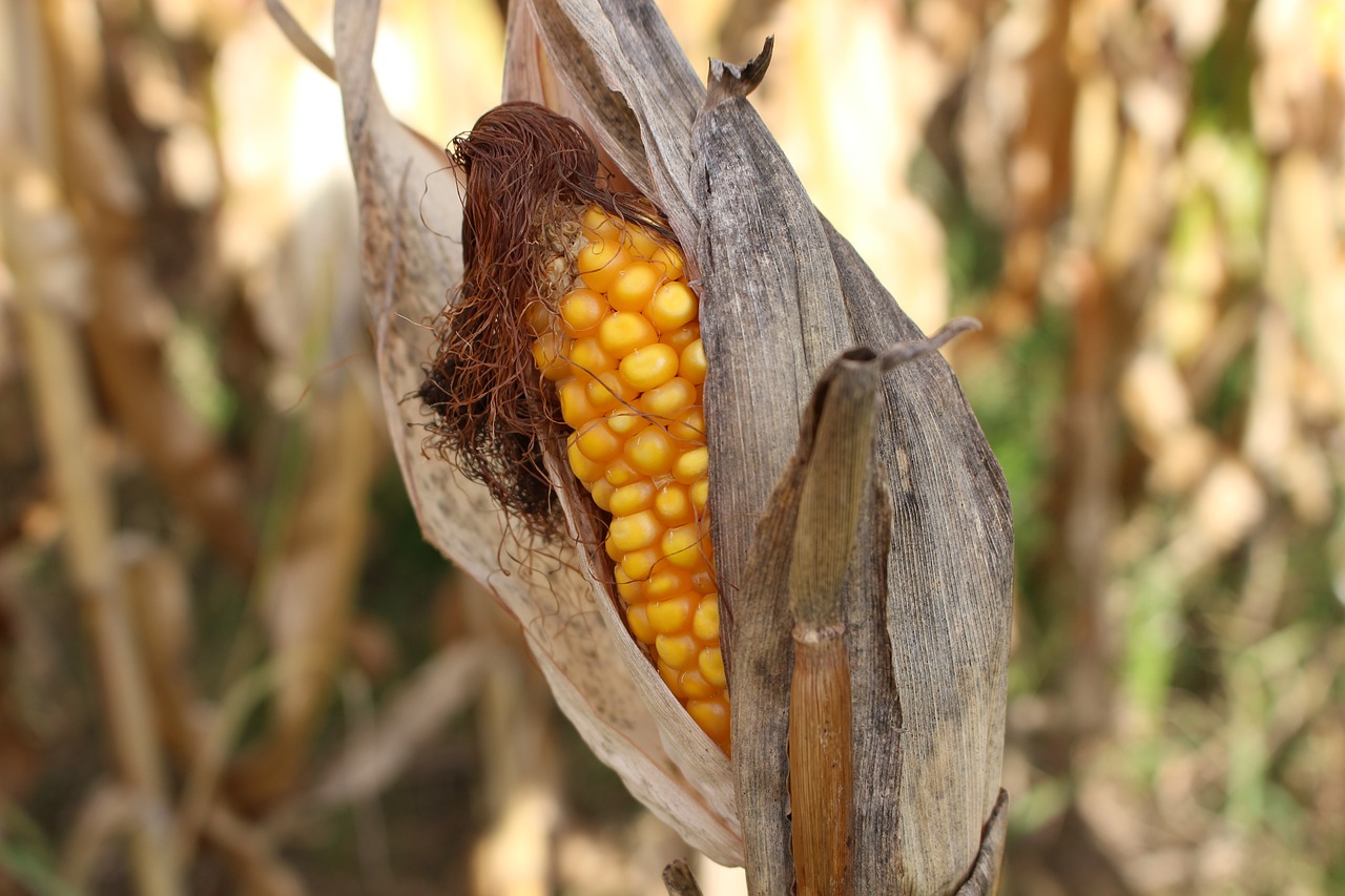 corn on the cob drought nature free photo