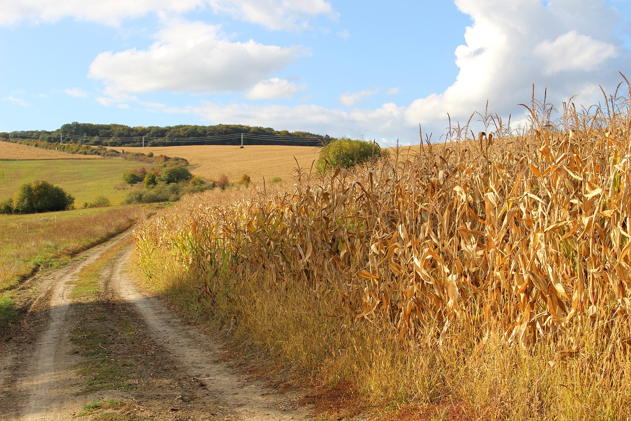 corn on the cob field nature free photo